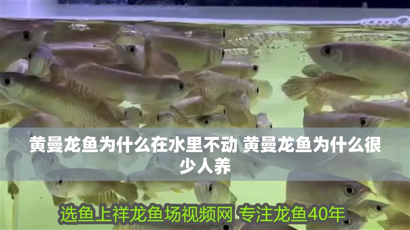 詳細閱讀:黃曼龍魚為什么在水里不動 黃曼龍魚為什么很少人養 黃曼龍魚為什么在水里不動 黃曼龍魚為什么很少人養