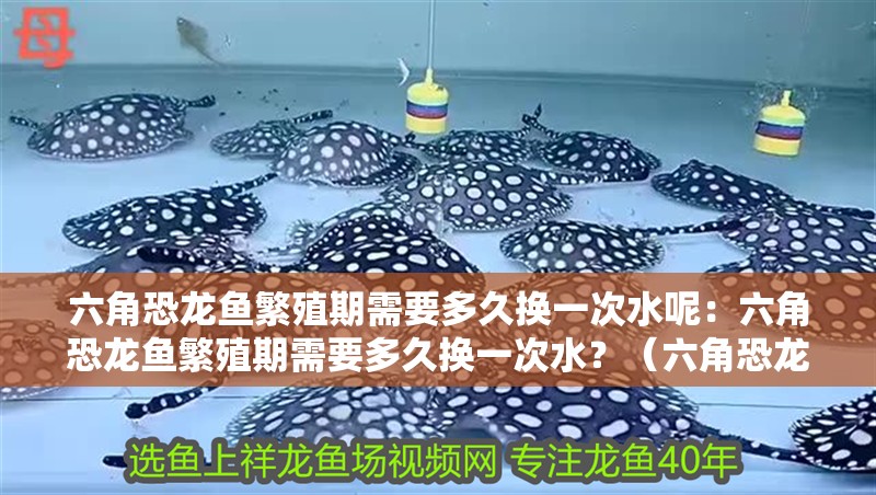 六角恐龍魚繁殖期需要多久換一次水呢：六角恐龍魚繁殖期需要多久換一次水？（六角恐龍魚的繁殖期需要多久換一次水？）