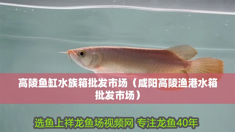 高陵魚缸水族箱批發(fā)市場(chǎng)（咸陽(yáng)高陵漁港水箱批發(fā)市場(chǎng)）
