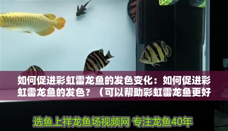 如何促進(jìn)彩虹雷龍魚的發(fā)色變化：如何促進(jìn)彩虹雷龍魚的發(fā)色？（可以幫助彩虹雷龍魚更好地產(chǎn)生色彩）