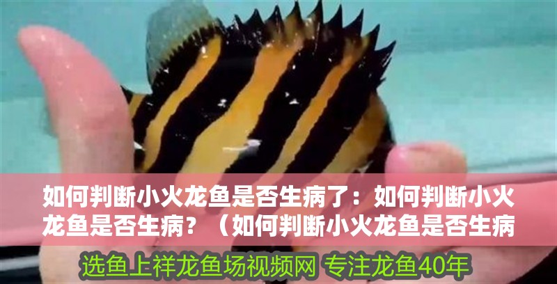 如何判斷小火龍魚是否生病了：如何判斷小火龍魚是否生病？（如何判斷小火龍魚是否生病） 如何判斷小火龍魚是否生病了：如何判斷小火龍魚是否生病？（如何判斷小火龍魚是否生病） 水族問答