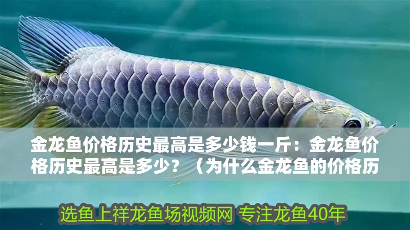 金龍魚價(jià)格歷史最高是多少錢一斤：金龍魚價(jià)格歷史最高是多少？（為什么金龍魚的價(jià)格歷史最高？）