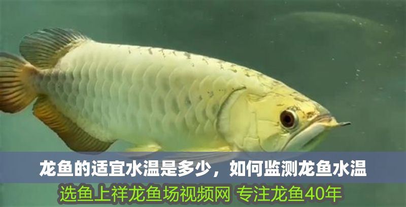 龍魚的適宜水溫是多少，如何監測龍魚水溫