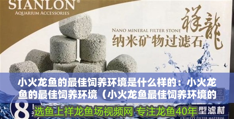小火龍魚的最佳飼養環境是什么樣的：小火龍魚的最佳飼養環境（小火龍魚最佳飼養環境的要點：小火龍魚最佳飼養環境）
