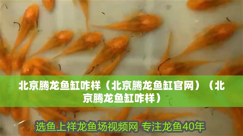 北京騰龍魚缸咋樣（北京騰龍魚缸官網）（北京騰龍魚缸咋樣）