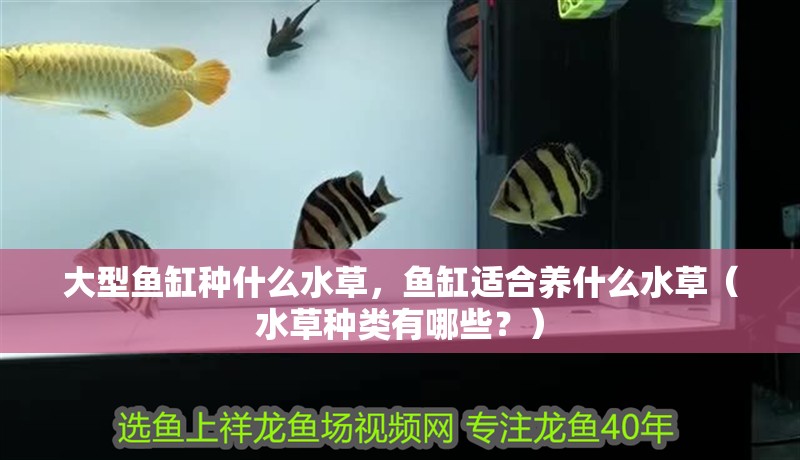 大型魚缸種什么水草，魚缸適合養(yǎng)什么水草（水草種類有哪些？）