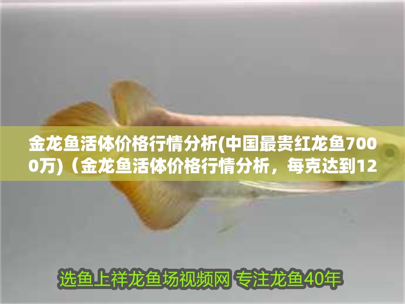 金龍魚活體價(jià)格行情分析(中國最貴紅龍魚7000萬)（金龍魚活體價(jià)格行情分析，每克達(dá)到120元）