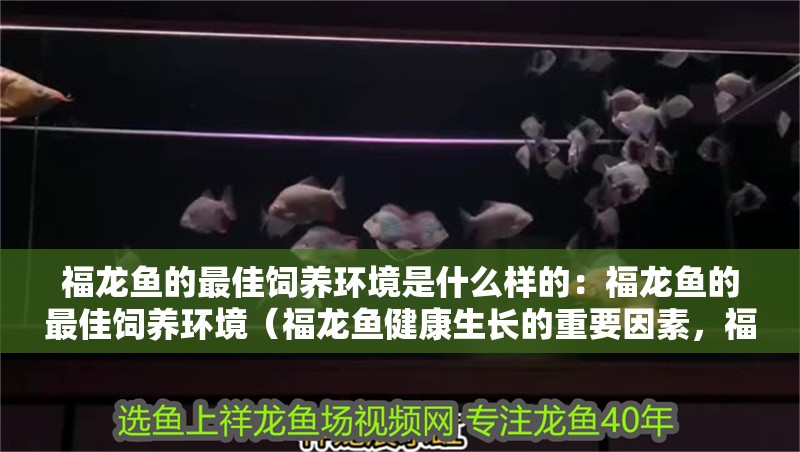 福龍魚的最佳飼養環境是什么樣的：福龍魚的最佳飼養環境（福龍魚健康生長的重要因素，福龍魚的飼養環境選擇） 福龍魚的最佳飼養環境是什么樣的：福龍魚的最佳飼養環境（福龍魚健康生長的重要因素，福龍魚的飼養環境選擇） 水族問答