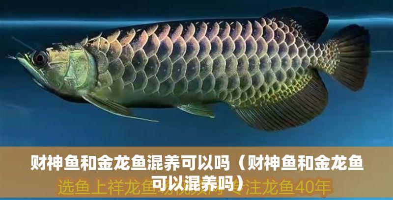 財神魚和金龍魚混養可以嗎（財神魚和金龍魚可以混養嗎）