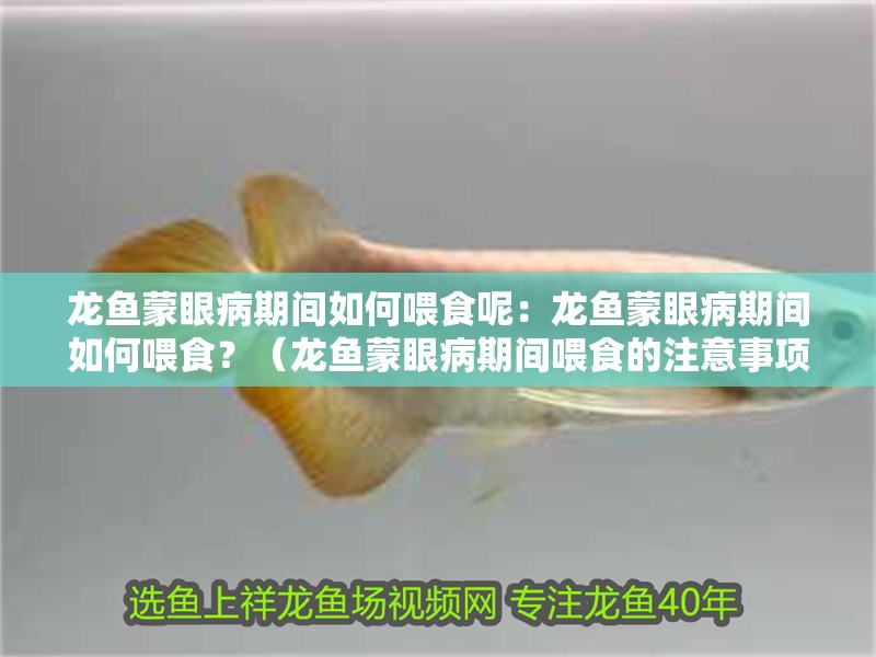 龍魚蒙眼病期間如何喂食呢：龍魚蒙眼病期間如何喂食？（龍魚蒙眼病期間喂食的注意事項）