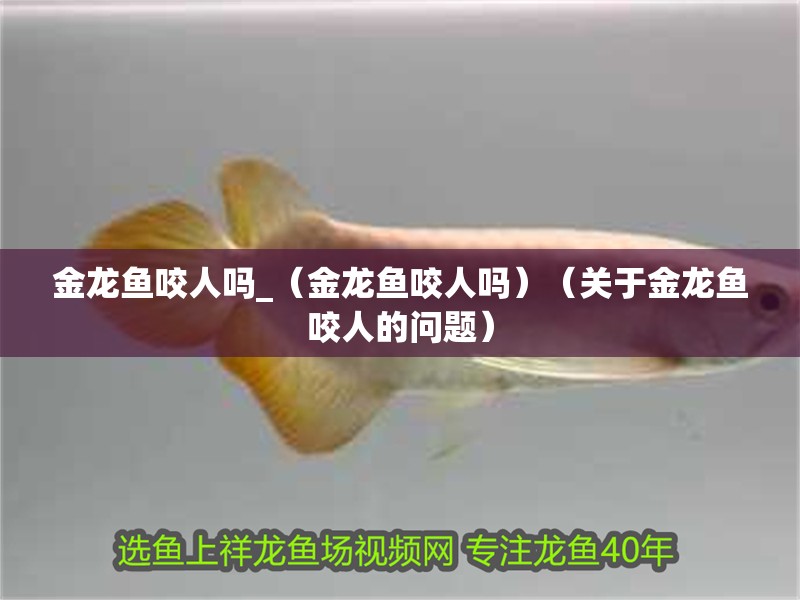 金龍魚咬人嗎_（金龍魚咬人嗎）（關于金龍魚咬人的問題）
