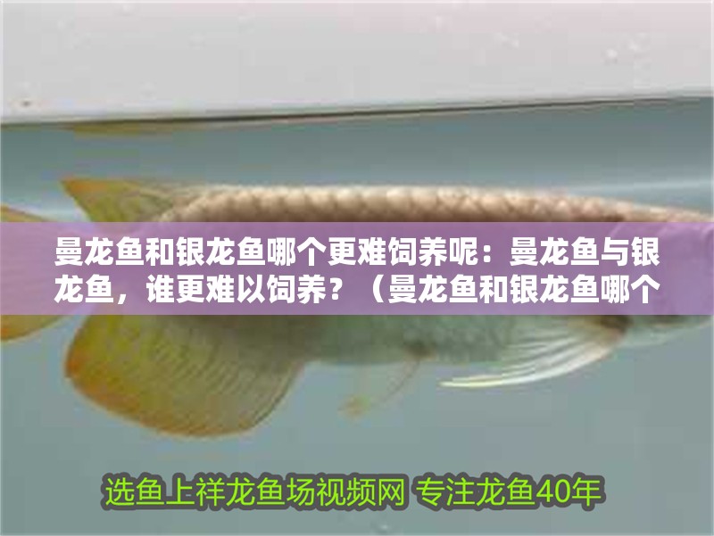 曼龍魚和銀龍魚哪個更難飼養呢：曼龍魚與銀龍魚，誰更難以飼養？（曼龍魚和銀龍魚哪個更容易飼養）
