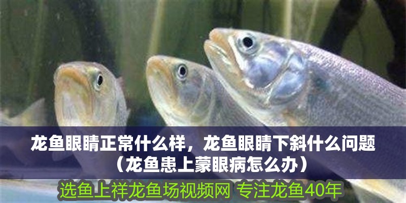 龍魚眼睛正常什么樣，龍魚眼睛下斜什么問題（龍魚患上蒙眼病怎么辦）