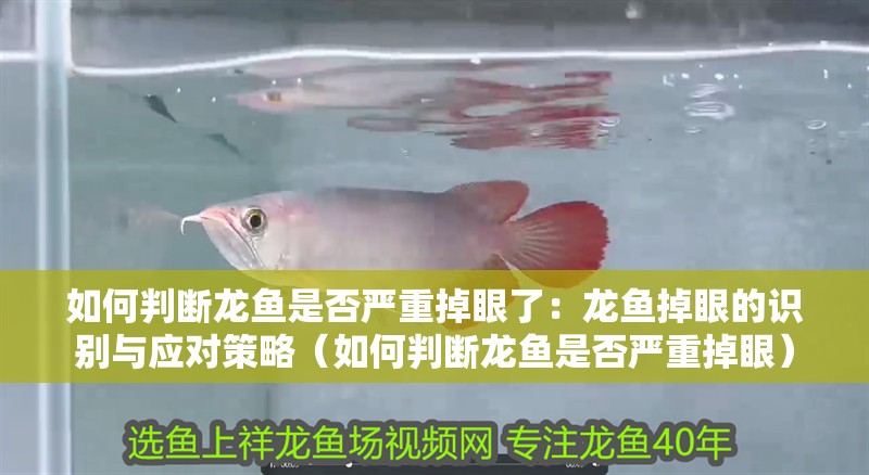 如何判斷龍魚是否嚴重掉眼了：龍魚掉眼的識別與應對策略（如何判斷龍魚是否嚴重掉眼）