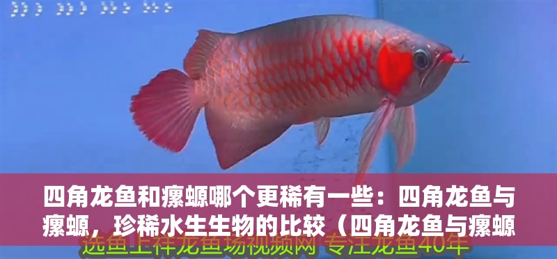 四角龍魚和瘰螈哪個更稀有一些：四角龍魚與瘰螈，珍稀水生生物的比較（四角龍魚與瘰螈的區別） 四角龍魚和瘰螈哪個更稀有一些：四角龍魚與瘰螈，珍稀水生生物的比較（四角龍魚與瘰螈的區別） 水族問答