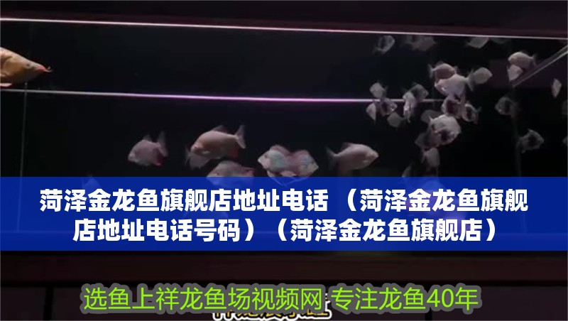 菏澤金龍魚(yú)旗艦店地址電話 （菏澤金龍魚(yú)旗艦店地址電話號(hào)碼）（菏澤金龍魚(yú)旗艦店）