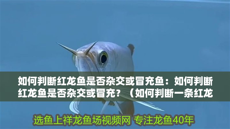 如何判斷紅龍魚是否雜交或冒充魚：如何判斷紅龍魚是否雜交或冒充？（如何判斷一條紅龍魚是否為純正的紅龍魚）