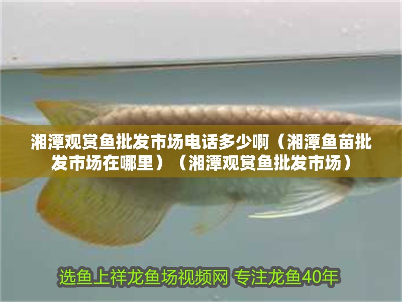 湘潭觀賞魚批發市場電話多少啊（湘潭魚苗批發市場在哪里）（湘潭觀賞魚批發市場）