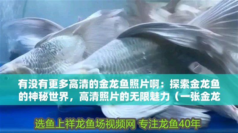 有沒有更多高清的金龍魚照片啊：探索金龍魚的神秘世界，高清照片的無限魅力（一張金龍魚在水下世界中的照片讓人們對光影藝術產生興趣）