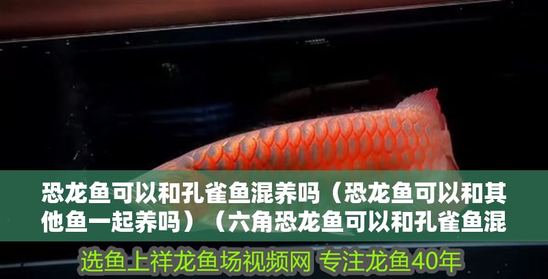 恐龍魚可以和孔雀魚混養(yǎng)嗎（恐龍魚可以和其他魚一起養(yǎng)嗎）（六角恐龍魚可以和孔雀魚混養(yǎng)嗎）