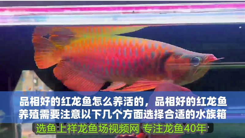 品相好的紅龍魚怎么養(yǎng)活的，品相好的紅龍魚養(yǎng)殖需要注意以下幾個方面選擇合適的水族箱