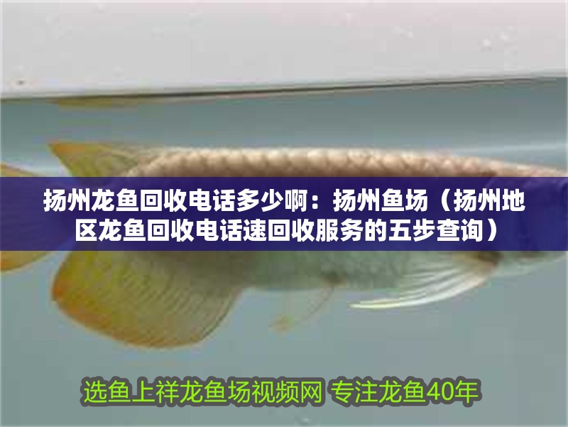 揚州龍魚回收電話多少啊：揚州魚場（揚州地區(qū)龍魚回收電話速回收服務的五步查詢）