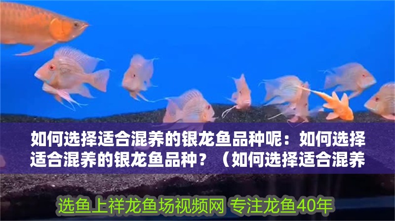 如何選擇適合混養的銀龍魚品種呢：如何選擇適合混養的銀龍魚品種？（如何選擇適合混養的銀龍魚品種）