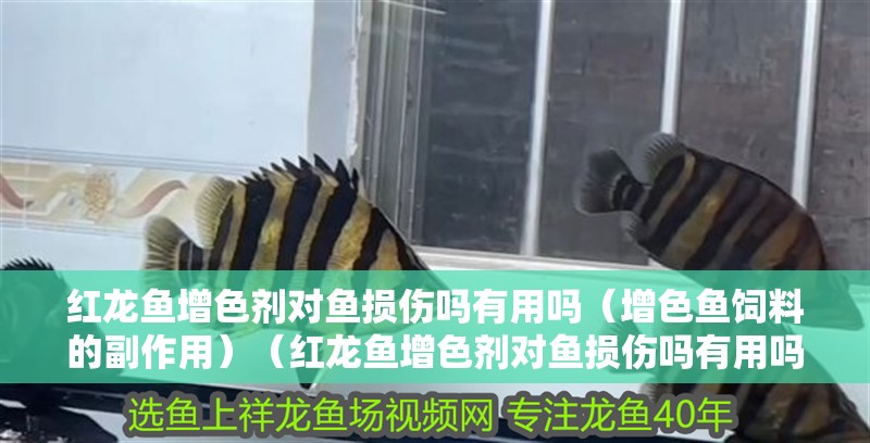 紅龍魚增色劑對魚損傷嗎有用嗎（增色魚飼料的副作用）（紅龍魚增色劑對魚損傷嗎有用嗎）
