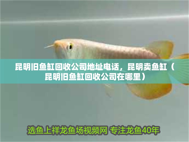 <strong><mark>昆明</mark></strong>舊魚缸回收公司地址電話，<strong><mark>昆明</mark></strong>賣魚缸（<strong><mark>昆明</mark></strong>舊魚缸回收公司在哪里）