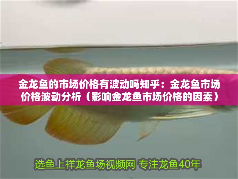 我的虎魚真菌感染了要怎么處理 金龍魚的市場價格有波動嗎知乎:金龍魚市場價格波動分析(影響金龍魚市場價格的因素) 水族問答 金龍魚的市場價格有波動嗎知乎:金龍魚市場價格波動分析(影響金龍魚市場價格的因素) 金龍魚的市場價格有波動嗎知乎:金龍魚市場價格波動分析(影響金龍魚市場價格的因素) 水族問答