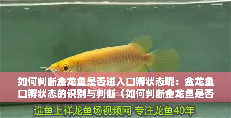 如何判斷金龍魚是否進(jìn)入口孵狀態(tài)呢：金龍魚口孵狀態(tài)的識(shí)別與判斷（如何判斷金龍魚是否已經(jīng)進(jìn)入口孵狀態(tài)）