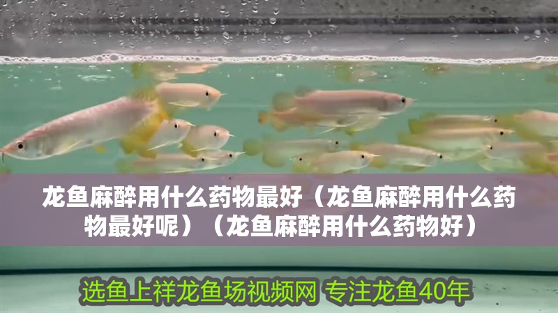 龍魚麻醉用什么藥物最好（龍魚麻醉用什么藥物最好呢）（龍魚麻醉用什么藥物好）