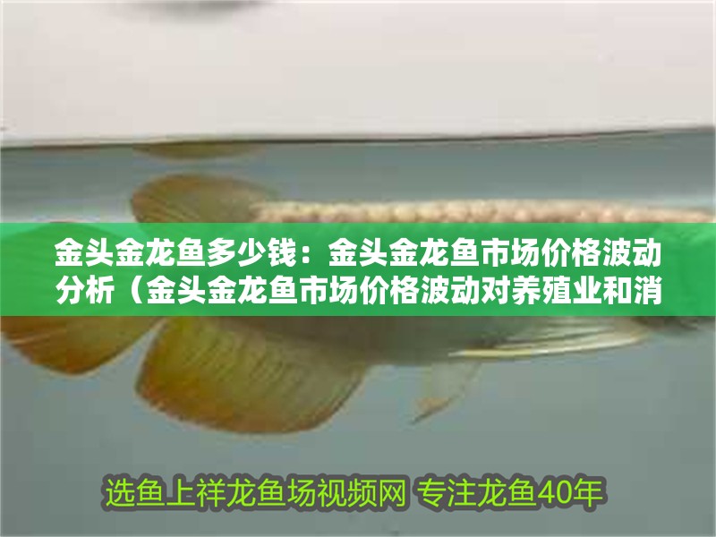 金頭金龍魚多少錢：金頭金龍魚市場價格波動分析（金頭金龍魚市場價格波動對養殖業和消費者來說）