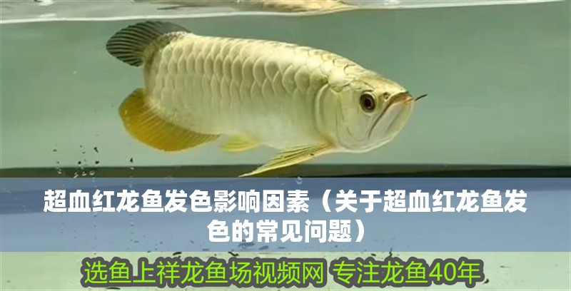 超血紅龍魚發(fā)色影響因素（關(guān)于超血紅龍魚發(fā)色的常見問題）