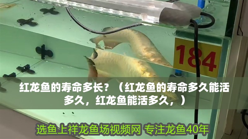 紅龍魚的壽命多長？（紅龍魚的壽命多久能活多久，紅龍魚能活多久，）