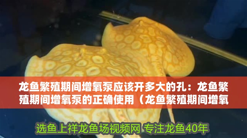 龍魚繁殖期間增氧泵應該開多大的孔：龍魚繁殖期間增氧泵的正確使用（龍魚繁殖期間增氧泵的使用）