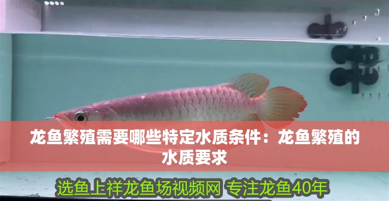 龍魚繁殖需要哪些特定水質條件：龍魚繁殖的水質要求