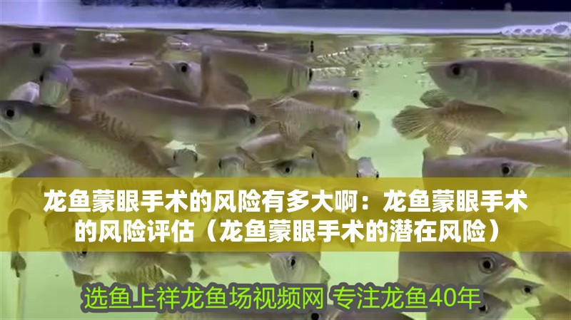 龍魚蒙眼手術(shù)的風(fēng)險有多大啊：龍魚蒙眼手術(shù)的風(fēng)險評估（龍魚蒙眼手術(shù)的潛在風(fēng)險）