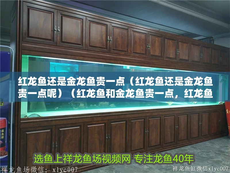 紅龍魚還是金龍魚貴一點（紅龍魚還是金龍魚貴一點呢）（紅龍魚和金龍魚貴一點，紅龍魚和金龍魚哪個更貴一點）