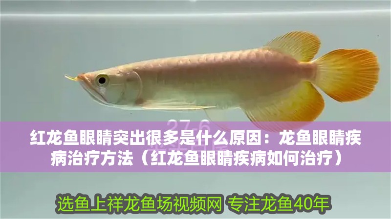 紅龍魚眼睛突出很多是什么原因：龍魚眼睛疾病治療方法（紅龍魚眼睛疾病如何治療）