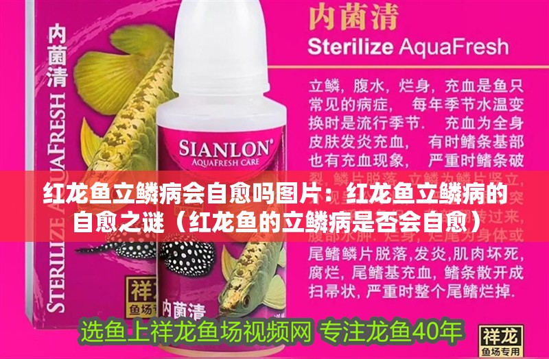 紅龍魚立鱗病會(huì)自愈嗎圖片：紅龍魚立鱗病的自愈之謎（紅龍魚的立鱗病是否會(huì)自愈）