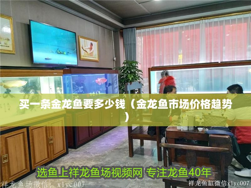 買一條金龍魚要多少錢（金龍魚市場價格趨勢）