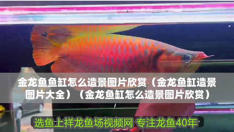 金龍魚魚缸怎么造景圖片欣賞（金龍魚缸造景圖片大全）（金龍魚缸怎么造景圖片欣賞）
