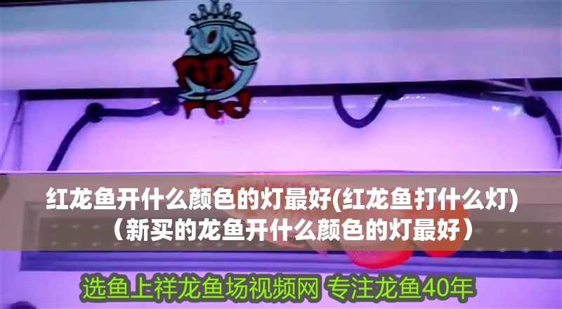紅龍魚開什么顏色的燈最好(紅龍魚打什么燈)（新買的龍魚開什么顏色的燈最好）