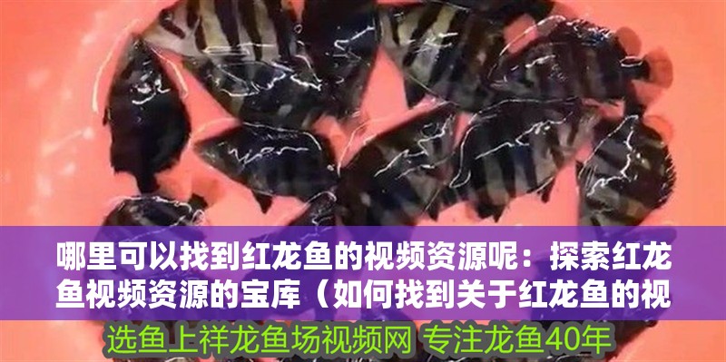 鸚鵡魚和銀龍魚混養怎樣喂食 哪里可以找到紅龍魚的視頻資源呢:探索紅龍魚視頻資源的寶庫(如何找到關于紅龍魚的視頻資源) 水族問答 哪里可以找到紅龍魚的視頻資源呢:探索紅龍魚視頻資源的寶庫(如何找到關于紅龍魚的視頻資源) 哪里可以找到紅龍魚的視頻資源呢:探索紅龍魚視頻資源的寶庫(如何找到關于紅龍魚的視頻資源) 水族問答