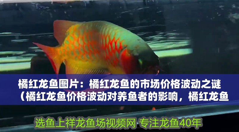 橘紅龍魚圖片：橘紅龍魚的市場價格波動之謎（橘紅龍魚價格波動對養魚者的影響，橘紅龍魚價格波動的原因及影響）