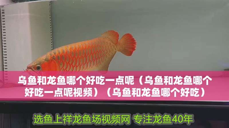 烏魚和龍魚哪個好吃一點呢（烏魚和龍魚哪個好吃一點呢視頻）（烏魚和龍魚哪個好吃）
