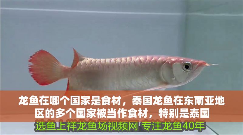龍魚在哪個國家是食材，泰國龍魚在東南亞地區的多個國家被當作食材，特別是泰國