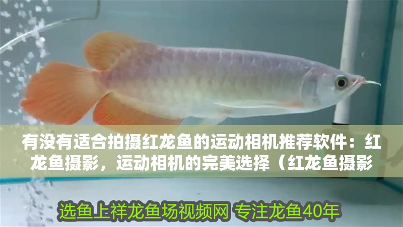 有沒有適合拍攝紅龍魚的運動相機推薦軟件：紅龍魚攝影，運動相機的完美選擇（紅龍魚攝影軟件推薦）