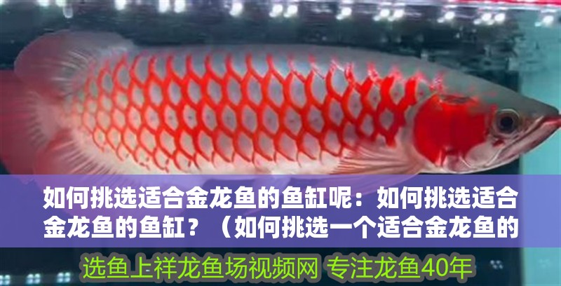如何挑選適合金龍魚的魚缸呢：如何挑選適合金龍魚的魚缸？（如何挑選一個適合金龍魚的魚缸）